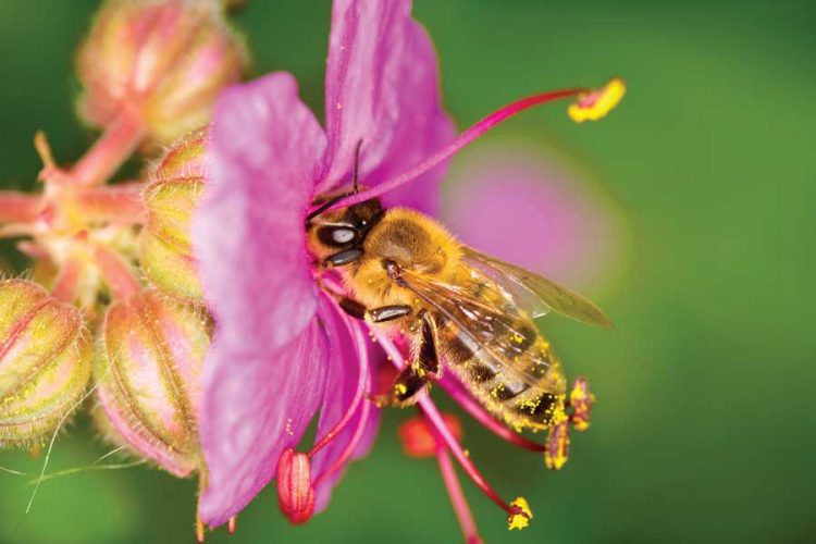 Teaming Up to Save Bees from Bee Colony Collapse Disorder